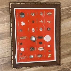 Framed Seashell Collection Display